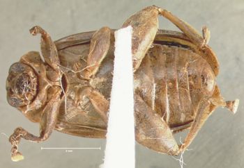 Media type: image;   Entomology 29044 Aspect: habitus ventral view